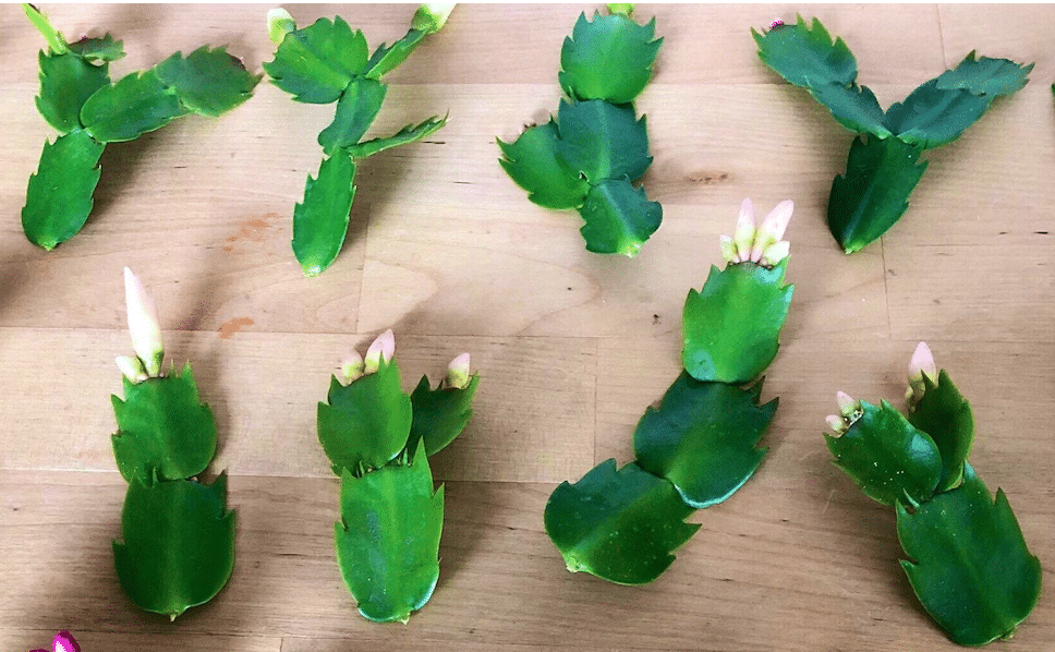 White Christmas Cactus cuttings to propagate